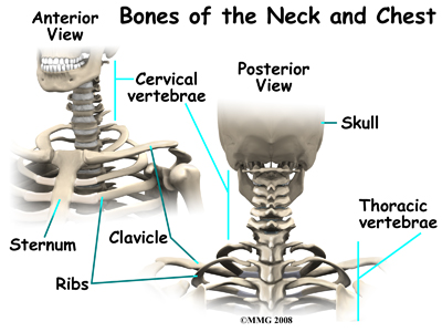 cervical_dropped_head_anatomy01